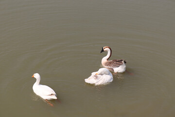 A group of Beautiful Bangladeshi Goose in the pound.