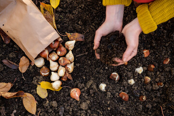 Woman planting tulip bulbs in a flower bed during a beautiful sunny autumn afternoon. Growing...