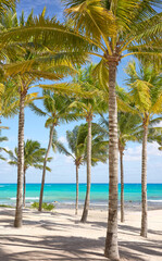 Beautiful beach with coconut palm trees on a sunny day, the perfect summer vacation concept.