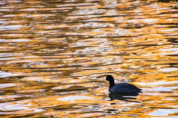 black bird swimming