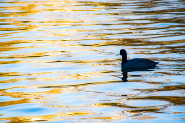 black bird floating by