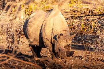 A black Rhinoceros - Diceros bicornis- eating scrubs on the plains of Etosha national park,...