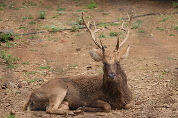 A Isolated deer is getting rest in the zoo.