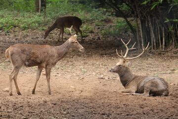 A pair of African Isolated deer at a Indian zoo