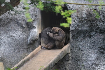 A pair of chimpanzee in Arighnar Anna Zoologycal Park.