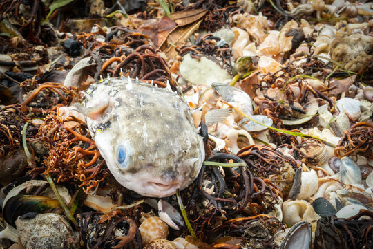 Puffer-fish washed up among seaweed and shells on beach at Mount Maunganui, New Zealand.