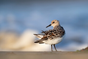 The sanderling (Calidris alba) small wading bird.