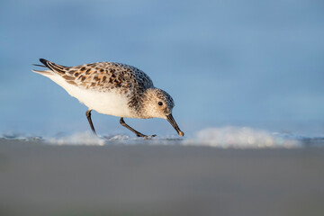 The sanderling (Calidris alba) small wading bird.