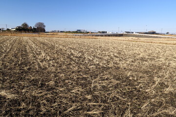 郊外の冬枯れの田圃風景