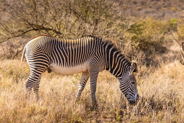 Fototapeta na wymiar Grévy's zebra (Equus grevyi) grazing, Laikipia, Kenya.