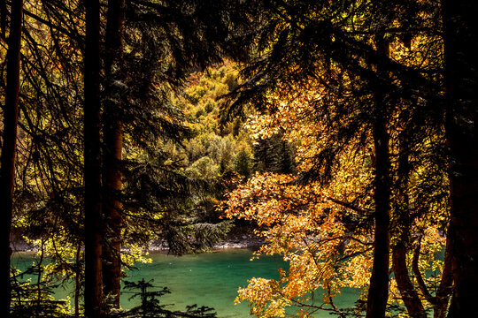 Lake view through autumn red green forest