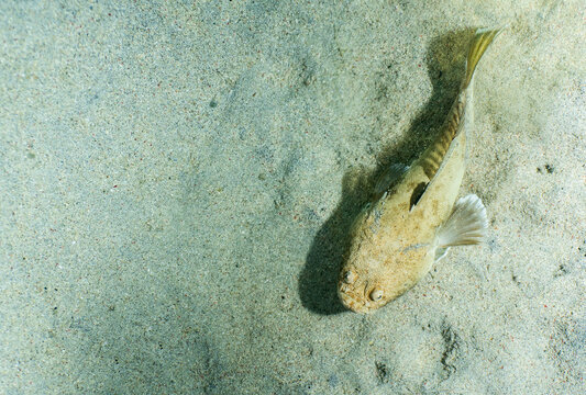 rare image of a stargazer fish fully emerged from the ocean sand