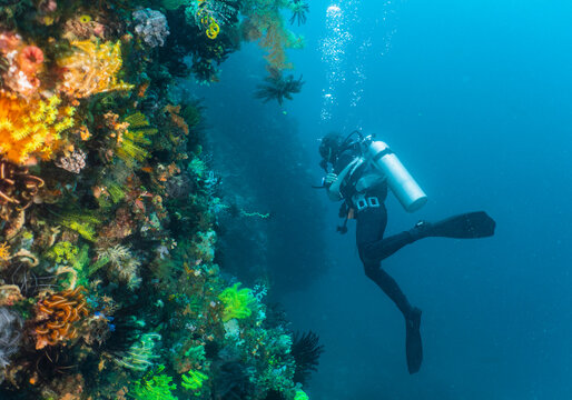 Scuba diver is exploring the colourful corals around Komodo Island in Indonesia