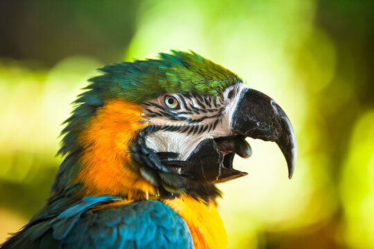 Tropical bird Macaw sits on a jungle perch.