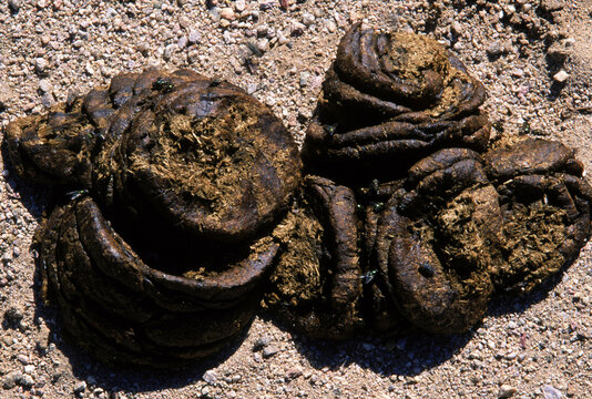 Cow Pies, AZ USA