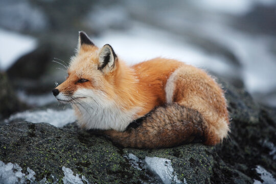 A red fox  on the summit of Mt. Washington.