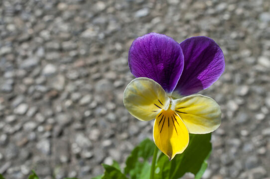 Close-up wild pansy flower close-up detail