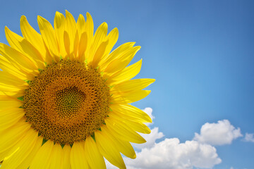 Sunflower on sky background.