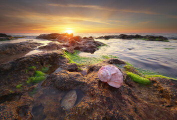 Beautiful seashells on the beach at thw sunset.