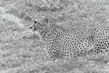 cheetah on the rock