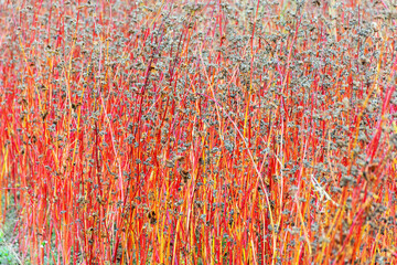 landscape with bright red buckwheat field after autumn frost, beautiful, colorful texture