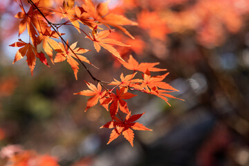 東京都／港／紅葉