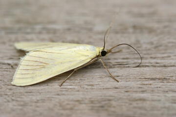 Closeup on the white colored carrot seed moth, Sitochroa palealis, sitting on wood