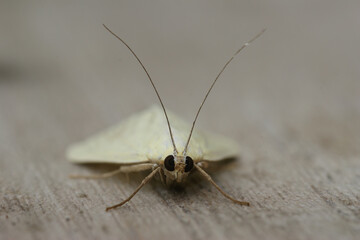 Closeup on the white colored carrot seed moth, Sitochroa palealis, sitting on wood
