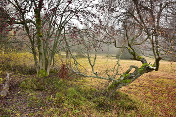 Forest Dvorsky Krkonose mountain autumn