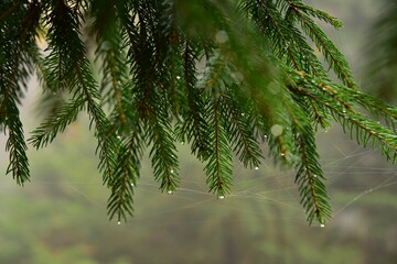 Forest Dvorsky Krkonose mountain autumn