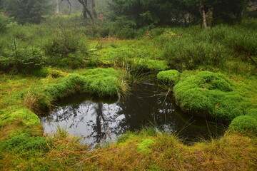 Forest Dvorsky Krkonose mountain autumn