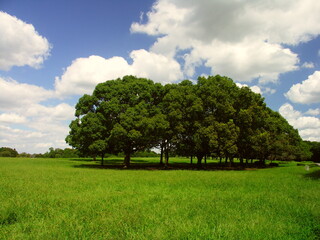 Fototapeta na wymiar メヒシバとオヒシバの草原と樟のある初秋の水元公園風景