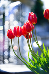 チューリップと噴水