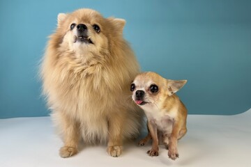 Two friends cute dogs, happy puppies Pomeranian Spitz dog and little small Chihuahua 