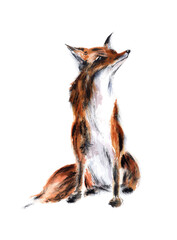 Young red fox, watercolor illustration on a white background.
