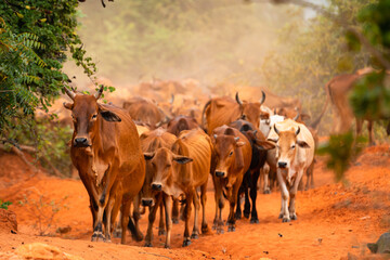 Cattle Approaching on Red Dirt Road, Mui Ne Vietnam
