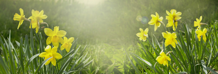 Beautiful Spring Nature background with Daffodil Flowers, selective focus. banner - obrazy, fototapety, plakaty