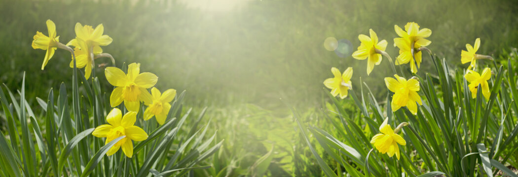 Beautiful Spring Nature background with Daffodil Flowers, selective focus. banner