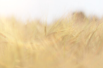 grain harvest background crisis farming