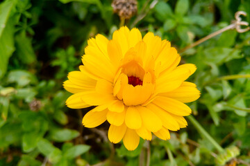 Close-up of the yellow flower of a flowering calendula.
