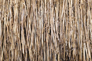 The background is made of dry straw. Texture, roof of the house.