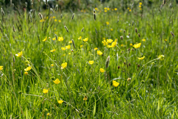 Buttercups in the grass