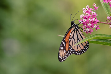 The monarch butterfly or simply monarch is a milkweed butterfly in the family Nymphalidae.  Here one is shown on milk weed (Asclepias).