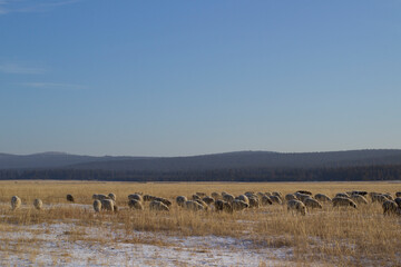 Fototapeta na wymiar Flock of sheep grazing on winter snow field