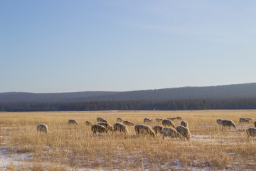 Naklejka na ściany i meble Flock of sheep grazing on winter snow field