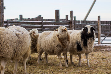 Flock of Sheep Eating Hay Grass on Farmland	