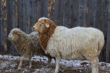 Flock of Sheep Eating Hay Grass on Farmland	