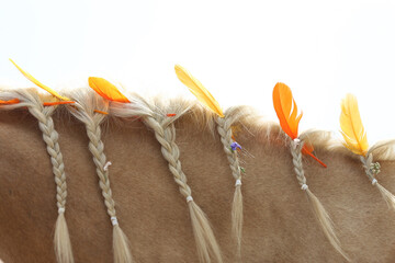  Domestic horse braided mane decorated with feather on the neck