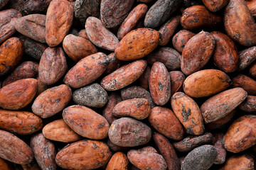 Cocoa beans close-up, background. The view from the top