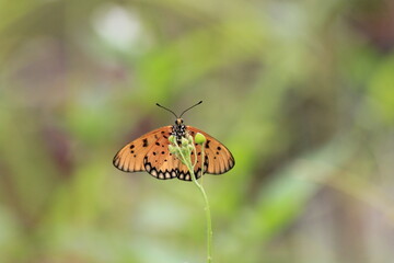 a beautiful butterfly perched on a wild plant during a very sunny day